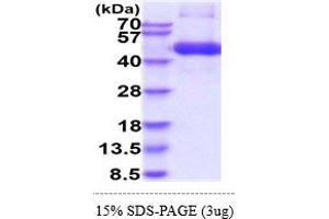 TGFBR1 Protein (AA 27-126) (hIgG-His-tag)