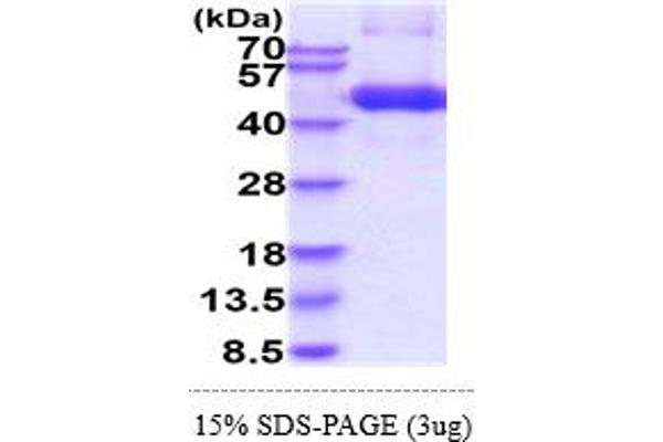 TGFBR1 Protein (AA 27-126) (hIgG-His-tag)
