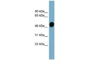 WB Suggested Anti-HP Antibody Titration:  0. (Haptoglobin 抗体  (Middle Region))