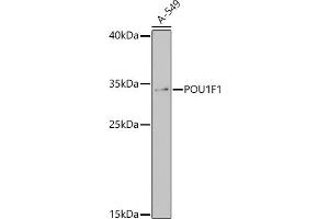 Western blot analysis of extracts of A-549 cells, using POU1F1 antibody (ABIN7269492) at 1:1000 dilution. (POU1F1 抗体)