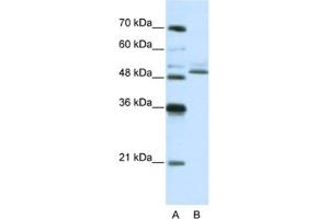 Western Blotting (WB) image for anti-Zinc Finger Protein 296 (ZNF296) antibody (ABIN2461980) (Zinc Finger Protein 296 (ZNF296) 抗体)