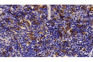 Detection of HO1 in Mouse Spleen Tissue using Polyclonal Antibody to Heme Oxygenase 1 (HO1) (HMOX1 抗体  (AA 99-237))