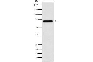 Western blot analysis of NXF1 expression in K562 cell lysate.