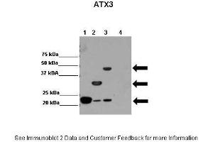 Lanes:   Lane 1: 2ug hATX3 (isoform2); Josephin domain(1-182) Lane 2: 2ug hATX3 (isoform2); C-terminal truncated Atx3 (1-264) Lane 3: 2ug hATX3 (isoform2) Lane 4: 2ug other protein  Primary Antibody Dilution:    1:10,000  Secondary Antibody:   Anti-rabbit HRP  Secondary Antibody Dilution:    1:20,000  Gene Name:   ATXN3  Submitted by:   Dr. (Ataxin 3 抗体  (N-Term))