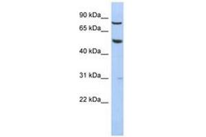 Image no. 1 for anti-G Protein-Coupled Receptor 56 (GPR56) (N-Term) antibody (ABIN6744295) (GPR56 抗体  (N-Term))