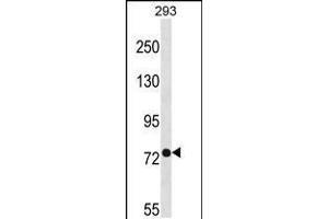 Western blot analysis in 293 cell line lysates (35ug/lane). (PHEX 抗体  (C-Term))