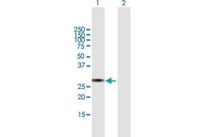 Western Blot analysis of TRIM72 expression in transfected 293T cell line by TRIM72 MaxPab polyclonal antibody.