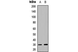 Western blot analysis of CDK5 (pY15) expression in HT29 PMA-treated (A), HEK293 PMA-treated (B) whole cell lysates.