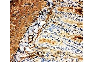 IHC-F: GLUT5 antibody testing of rat intestine tissue (SLC2A5 抗体  (Middle Region))