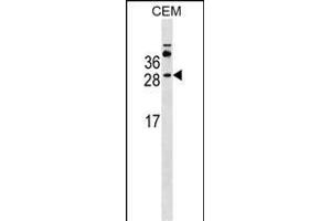 MS4A3 Antibody (Center) (ABIN1538715 and ABIN2849560) western blot analysis in CEM cell line lysates (35 μg/lane). (MS4A3 抗体  (AA 97-123))