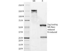 SDS-PAGE Analysis of Purified, BSA-Free Cyclin D1 Antibody (DCS-6). (Cyclin D1 抗体)