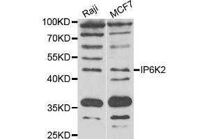 Western blot analysis of extracts of various cell lines, using IP6K2 antibody (ABIN5974325) at 1/1000 dilution. (IP6K2 抗体)