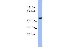 RBBP4 antibody used at 1 ug/ml to detect target protein. (Retinoblastoma Binding Protein 4 抗体  (N-Term))
