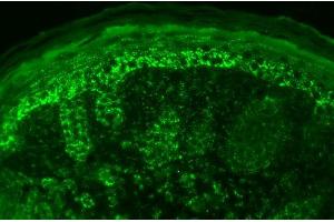 Immunohistochemistry (IHC) image for anti-Heat Shock 10kDa Protein 1 (Chaperonin 10) (HSPE1) (AA 91-101) antibody (Atto 488) (ABIN2481922)