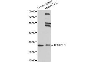 Western blot analysis of extracts of mouse spleen and mouse lung cell lines, using TP53INP1 antibody. (TP53INP1 抗体)