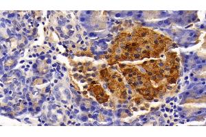 Detection of INS in Rat Pancreas Tissue using Polyclonal Antibody to Insulin (INS) (Insulin 抗体  (AA 25-110))