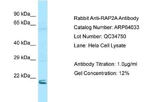 Western Blotting (WB) image for anti-RAP2A, Member of RAS Oncogene Family (RAP2A) (N-Term) antibody (ABIN2774388) (RAP2A 抗体  (N-Term))