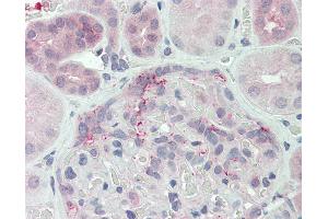 Anti-DUSP22 antibody IHC of human kidney. (DUSP22 抗体  (N-Term))
