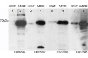 Western Blotting (WB) image for anti-Autoimmune Regulator (AIRE) (Internal Region) antibody (ABIN2465376) (AIRE 抗体  (Internal Region))
