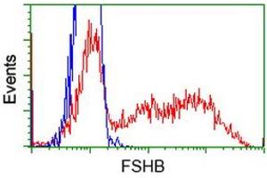 HEK293T cells transfected with either RC214616 overexpress plasmid (Red) or empty vector control plasmid (Blue) were immunostained by anti-FSHB antibody (ABIN2453054), and then analyzed by flow cytometry.