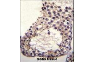OTOA Antibody (N-term) (ABIN655100 and ABIN2844731) immunohistochemistry analysis in formalin fixed and paraffin embedded human testis tissue followed by peroxidase conjugation of the secondary antibody and DAB staining. (OTOA 抗体  (N-Term))