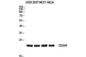 Western Blot (WB) analysis of L929 293T MCF7 HeLa using CD269 antibody. (BCMA 抗体)