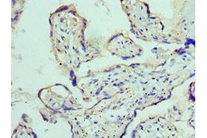 Immunohistochemistry of paraffin-embedded human placenta tissue using ABIN7150066 at dilution of 1:100 (ADAM9 抗体  (AA 475-685))