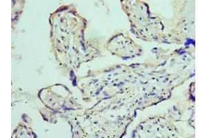 Immunohistochemistry of paraffin-embedded human placenta tissue using ABIN7150066 at dilution of 1:100