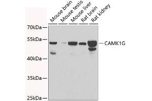 Western blot analysis of extracts of various cell lines, using CG antibody  at 1:1000 dilution. (CAMK1G 抗体  (AA 217-476))