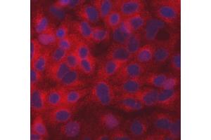 IF analysis of SEC31A using anti-SEC31A antibody (ABIN7599630).