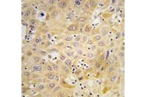 Immunohistochemistry (IHC) image for anti-ATG7 Autophagy Related 7 (ATG7) (AA 22-51) antibody (ABIN3030039)