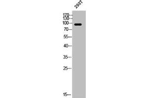 Western Blot analysis of 293T cells using PSD-95 Polyclonal Antibody (DLG4 抗体)
