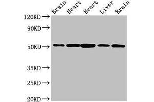 Western Blot Positive WB detected in: Rat brain tissue, Rat heart tissue, Mouse heart tissue, Mouse liver tissue, Mouse brain tissue All lanes: NUCB2 antibody at 2. (NUCB2 抗体  (AA 25-106))