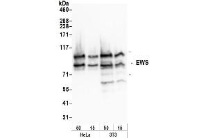 Western Blotting (WB) image for anti-Ewing Sarcoma Breakpoint Region 1 (EWSR1) (C-Term) antibody (ABIN7449879)