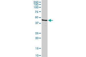 DFFB MaxPab rabbit polyclonal antibody.