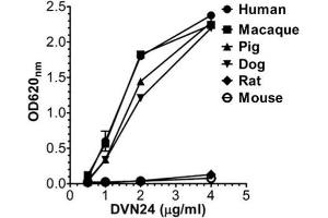 ELISA binding of human, macaque, pig, dog, mouse, and rat FcRn toward DVN24 at pH 7. (FcRn 抗体)