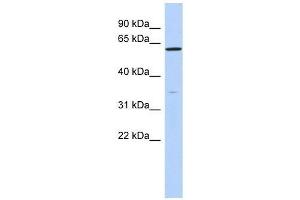 ZNF431 antibody used at 0. (ZNF431 抗体  (N-Term))