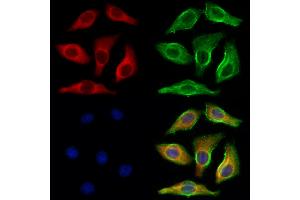 ABIN6265901 and ABIN6273084 staining Hela cells by IF/ICC. (UQCRFS1 抗体  (C-Term))