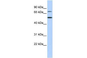WB Suggested Anti-TBX3 Antibody Titration:  0. (TBX3 抗体  (Middle Region))