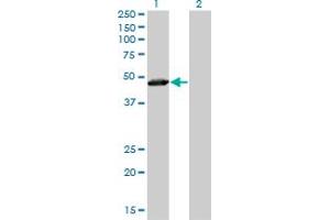 Western Blot analysis of TAF7 expression in transfected 293T cell line by TAF7 monoclonal antibody (M01), clone 2C5. (TAF7 抗体  (AA 130-224))