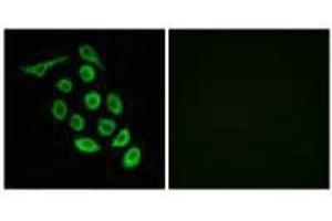 Immunofluorescence analysis of A549 cells, using RPS12 antibody. (RPS12 抗体  (C-Term))