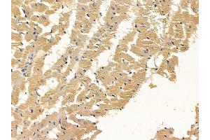 ABIN6258617 and ABIN6274962 at 1/100 staining rat heart tissue by IHC-P. (CA5B 抗体  (C-Term))