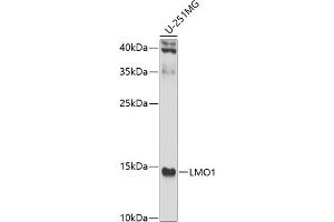 Western blot analysis of extracts of U-251MG cells, using LMO1 antibody (ABIN6129409, ABIN6143270, ABIN6143271 and ABIN6223469) at 1:1000 dilution. (LMO1 抗体  (AA 1-156))