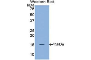Western Blotting (WB) image for anti-Angiopoietin 1 (ANGPT1) (AA 148-266) antibody (ABIN3209772) (Angiopoietin 1 抗体  (AA 148-266))
