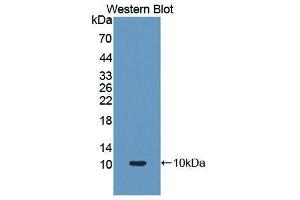 Western Blotting (WB) image for anti-Solute Carrier Family 30 (Zinc Transporter), Member 8 (SLC30A8) (AA 1-80) antibody (ABIN1860570) (SLC30A8 抗体  (AA 1-80))