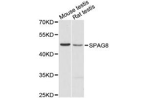 Western blot analysis of extracts of various cell lines, using SPAG8 antibody (ABIN5996639) at 1:3000 dilution. (SPAG8 抗体)