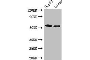 Western Blot Positive WB detected in: HepG2 whole cell lysate, Mouse liver tissue All lanes: SCARB2 antibody at 3 μg/mL Secondary Goat polyclonal to rabbit IgG at 1/50000 dilution Predicted band size: 55, 38 kDa Observed band size: 55 kDa (SCARB2 抗体  (AA 47-128))