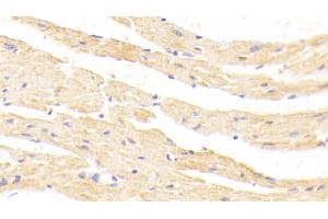Detection of MSTN in Mouse Cardiac Muscle Tissue using Polyclonal Antibody to Myostatin (MSTN) (MSTN 抗体  (AA 268-376))