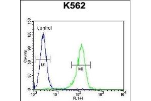 AHCY Antibody (N-term) (ABIN655151 and ABIN2844771) flow cytometric analysis of K562 cells (right histogram) compared to a negative control cell (left histogram). (AHCY 抗体  (N-Term))