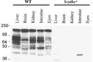 Anti-Mouse Scythe/BAT3 Antibody - Western Blot. (BAT3 抗体  (C-Term))